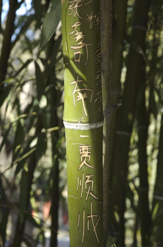 Bamboo Grafitti